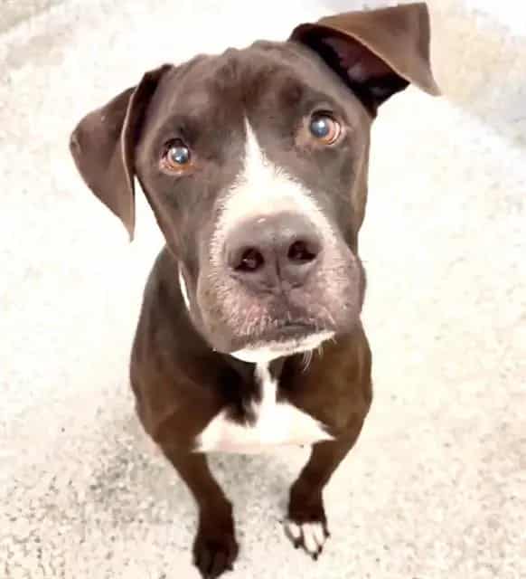 Photo of Chucho, adoptable Labrador Retriever mix in Houston, Texas
