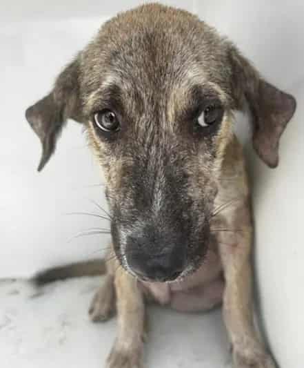 Photo of Senior Plott Hound mix, adoptable Plott Hound mix in Houston, Texas