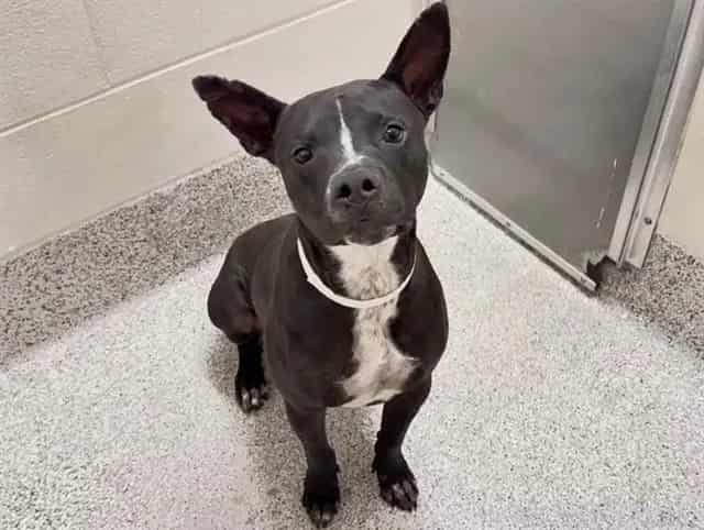 Photo of Dumpling, adoptable Labrador Retriever mix in Houston, Texas