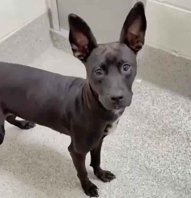 Photo of Wendy, adoptable Labrador Retriever mix in Houston, Texas