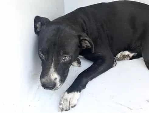 Photo of Senior Pit Bull Terrier mix, adoptable Pit Bull Terrier mix in Houston, Texas