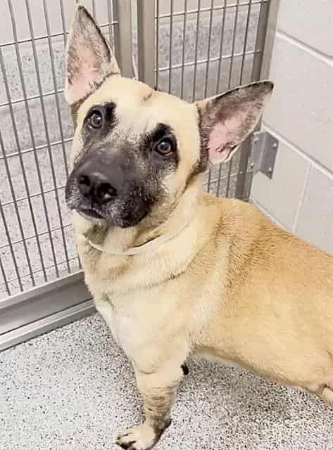 Photo of Leonard, adoptable Belgian Malinois in Houston, Texas