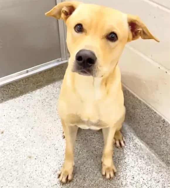 Photo of Senior Labrador Retriever mix, adoptable Labrador Retriever mix in Houston, Texas