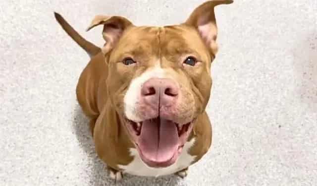Photo of Fletcher, adoptable American Pit Bull Terrier in Houston, Texas