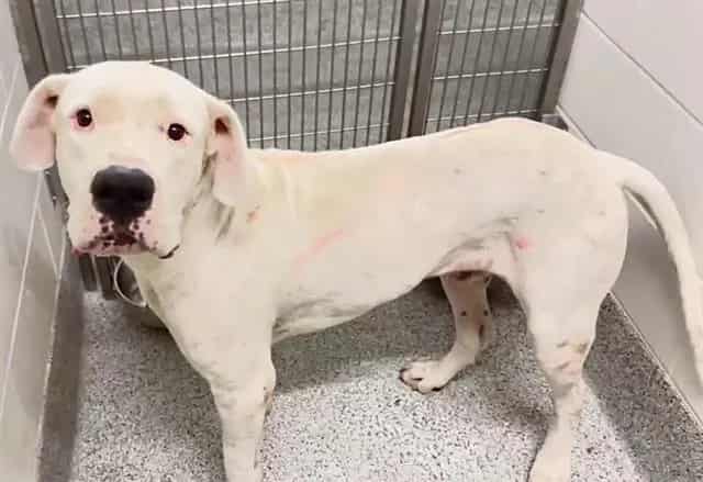 Photo of Senior American Pit Bull Terrier, adoptable American Pit Bull Terrier in Houston, Texas