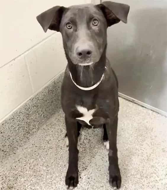 Photo of Wednesday, adoptable Labrador Retriever in Houston, Texas
