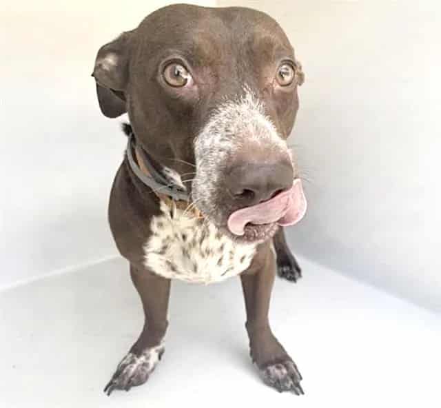 Photo of Senior Labrador Retriever and Dachshund, adoptable Labrador Retriever and Dachshund in Houston, Texas