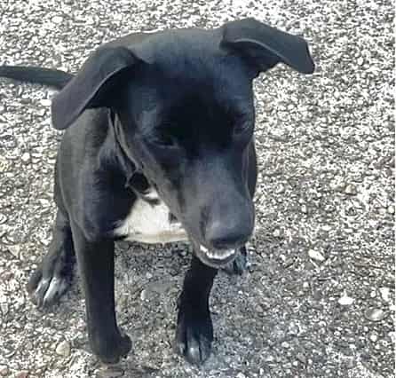 Photo of Senior Labrador Retriever, adoptable Labrador Retriever in Houston, Texas
