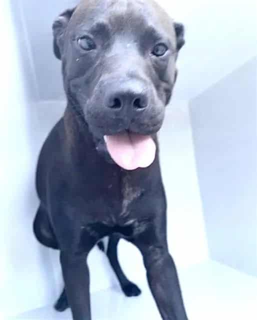 Photo of Senior Labrador Retriever mix, adoptable Labrador Retriever mix in Houston, Texas