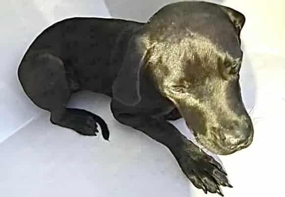 Photo of Onyx, adoptable Pit Bull Terrier mix in Houston, Texas