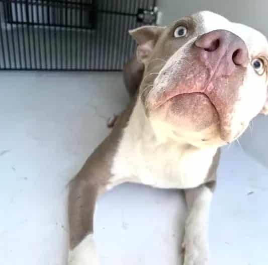 Photo of Beetlejuice, adoptable Pit Bull Terrier in Houston, Texas