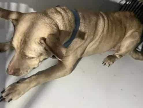 Photo of Senior Labrador Retriever mix, adoptable Labrador Retriever mix in Houston, Texas
