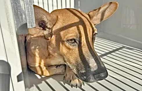 Photo of Senior Black Mouth Cur mix, adoptable Black Mouth Cur mix in Houston, Texas