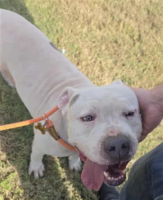 Photo of Blue, adoptable Pit Bull Terrier in Houston, Texas