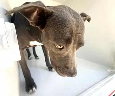 Photo of Senior Pit Bull Terrier, adoptable Pit Bull Terrier in Houston, Texas