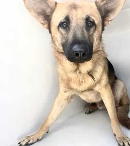 Photo of Senior German Shepherd Dog, adoptable German Shepherd Dog in Houston, Texas