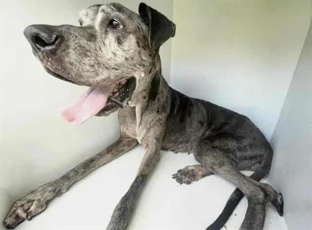 Photo of Belle, adoptable Great Dane in Houston, Texas