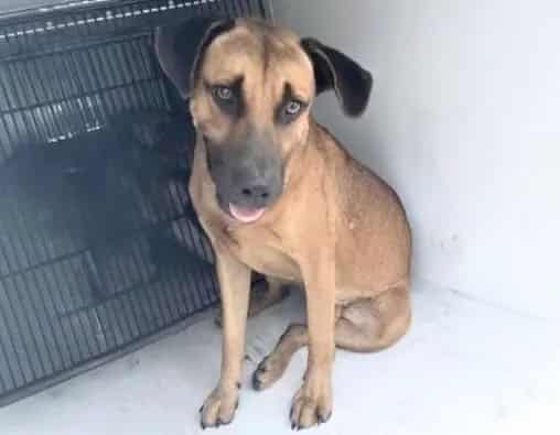 Photo of Senior Black Mouth Cur, adoptable Black Mouth Cur in Houston, Texas