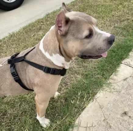 Photo of Senior Pit Bull Terrier, adoptable Pit Bull Terrier in Houston, Texas