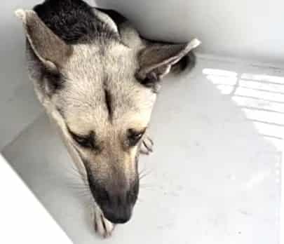 Photo of Senior German Shepherd Dog, adoptable German Shepherd Dog in Houston, Texas