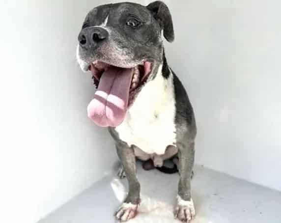 Photo of Senior Pit Bull Terrier, adoptable Pit Bull Terrier in Houston, Texas