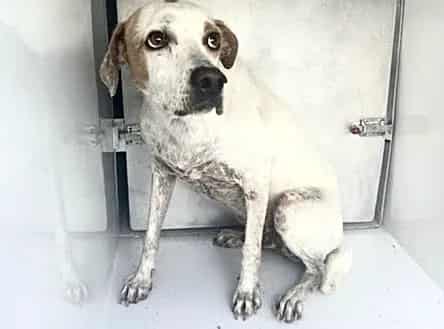 Photo of Senior Labrador Retriever mix, adoptable Labrador Retriever mix in Houston, Texas
