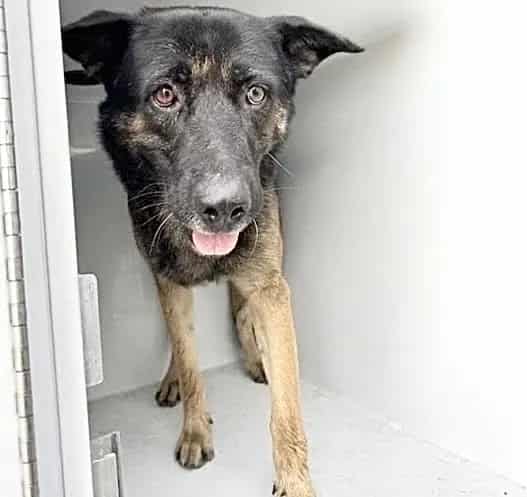 Photo of Senior German Shepherd Dog, adoptable German Shepherd Dog in Houston, Texas