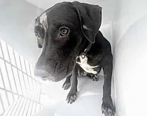 Photo of Senior Pit Bull Terrier, adoptable Pit Bull Terrier in Houston, Texas