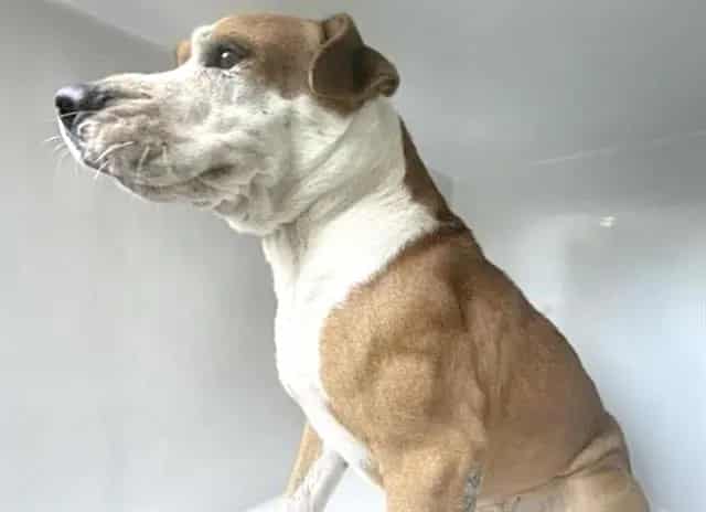 Photo of Senior Pit Bull Terrier, adoptable Pit Bull Terrier in Houston, Texas