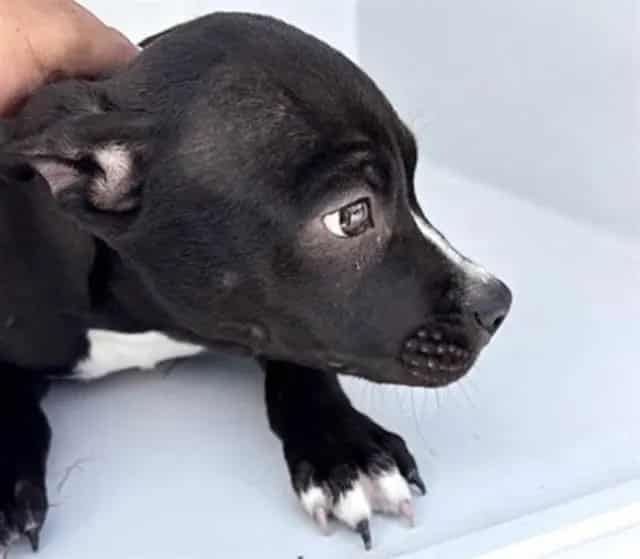 Photo of Senior Pit Bull Terrier mix, adoptable Pit Bull Terrier mix in Houston, Texas