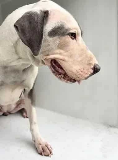 Photo of Senior Pit Bull Terrier, adoptable Pit Bull Terrier in Houston, Texas