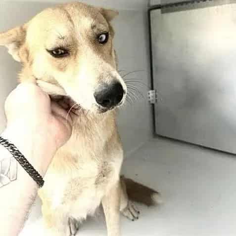 Photo of Senior Labrador Retriever mix, adoptable Labrador Retriever mix in Houston, Texas