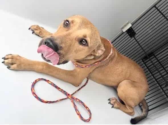 Photo of Senior Pit Bull Terrier mix, adoptable Pit Bull Terrier mix in Houston, Texas