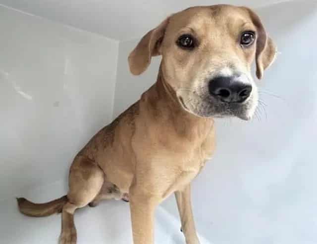 Photo of Senior Labrador Retriever mix, adoptable Labrador Retriever mix in Houston, Texas