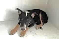 Photo of Senior German Shepherd Dog and Australian Cattle Dog, adoptable German Shepherd Dog and Australian Cattle Dog in Houston, Texas