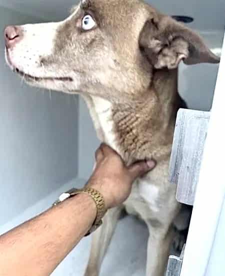 Photo of Senior Pit Bull Terrier mix, adoptable Pit Bull Terrier mix in Houston, Texas