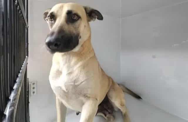 Photo of Senior German Shepherd Dog mix, adoptable German Shepherd Dog mix in Houston, Texas