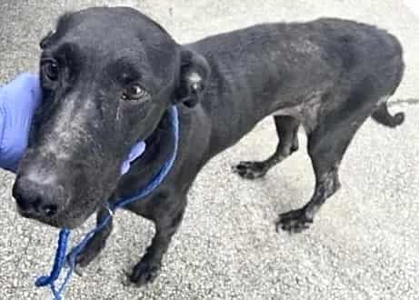Photo of Senior Labrador Retriever mix, adoptable Labrador Retriever mix in Houston, Texas