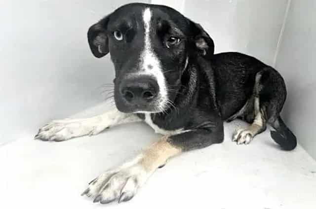 Photo of Senior German Shepherd Dog mix, adoptable German Shepherd Dog mix in Houston, Texas