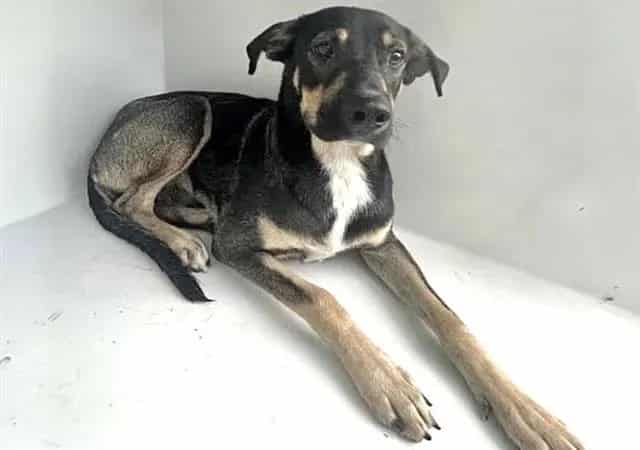 Photo of Senior German Shepherd Dog mix, adoptable German Shepherd Dog mix in Houston, Texas
