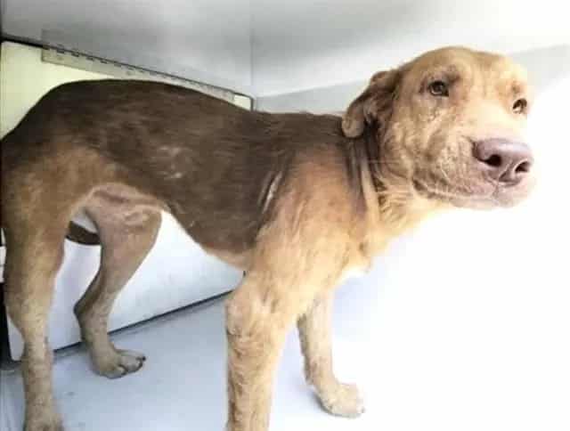Photo of Senior Labrador Retriever mix, adoptable Labrador Retriever mix in Houston, Texas
