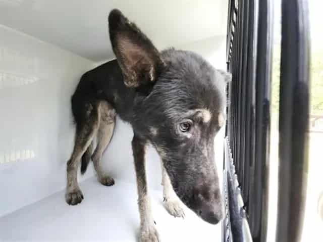 Photo of Senior German Shepherd Dog mix, adoptable German Shepherd Dog mix in Houston, Texas