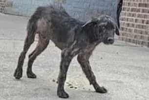 Photo of Senior German Shepherd Dog mix, adoptable German Shepherd Dog mix in Houston, Texas