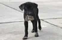 Photo of Senior German Shepherd Dog mix, adoptable German Shepherd Dog mix in Houston, Texas