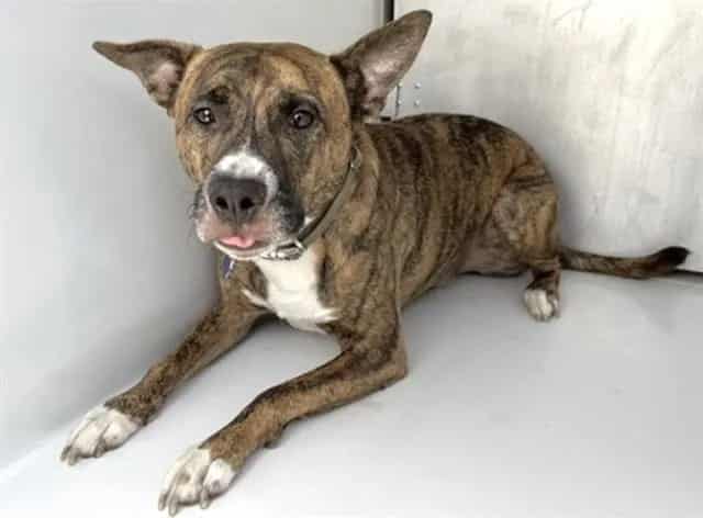 Photo of Bruce, adoptable American Pit Bull Terrier mix in Houston, Texas
