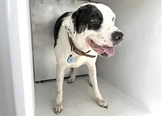 Photo of Xena, adoptable American Pit Bull Terrier mix in Houston, Texas