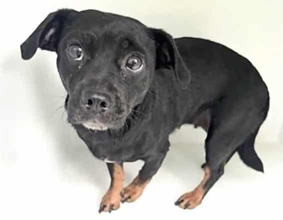 Photo of Senior Chihuahua - Smooth Coated, adoptable Chihuahua - Smooth Coated in Houston, Texas