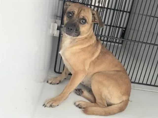 Photo of Senior Pug mix, adoptable Pug mix in Houston, Texas