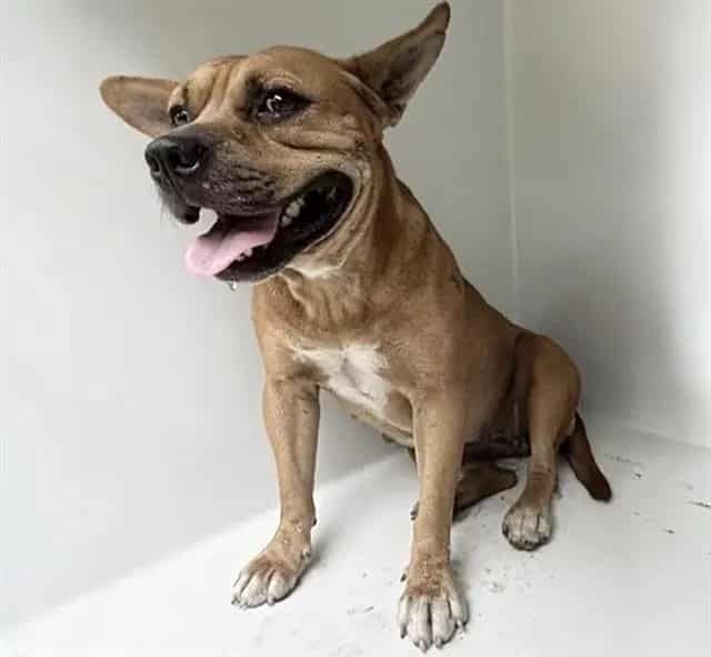 Photo of Senior Pit Bull Terrier and Chihuahua - Smooth Coated, adoptable Pit Bull Terrier and Chihuahua - Smooth Coated in Houston, Texas