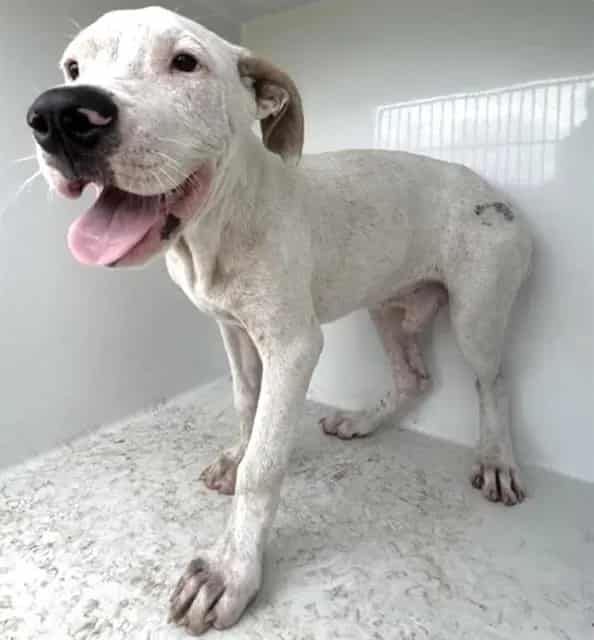 Photo of Senior Pit Bull Terrier mix, adoptable Pit Bull Terrier mix in Houston, Texas
